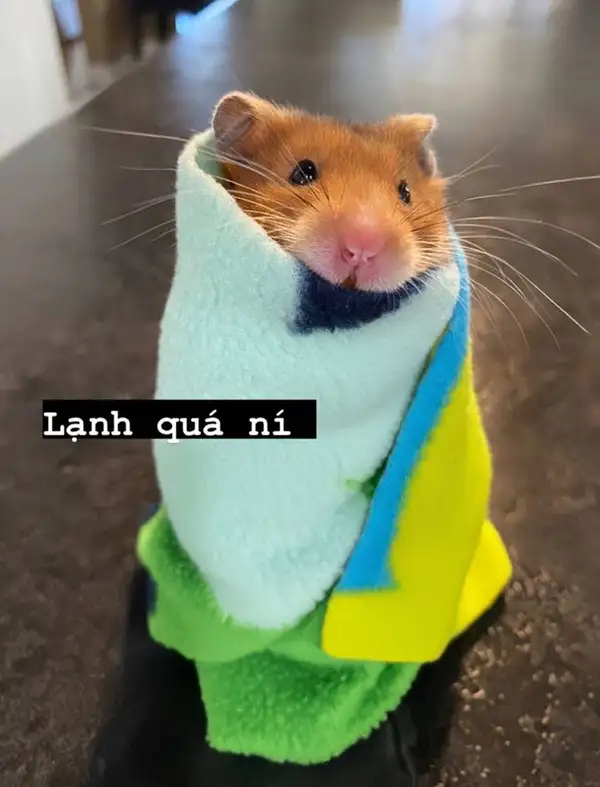 Meme hamster khóc thật dễ thương và hài hước Meme hamster khóc thật dễ thương và hài hước