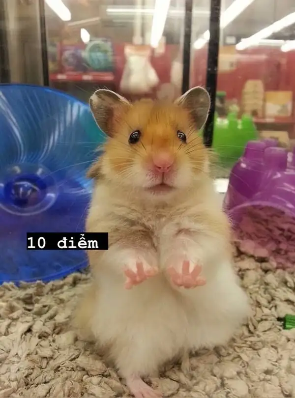 Meme hamster buồn khiến bạn cảm thấy đồng cảm Meme hamster buồn khiến bạn cảm thấy đồng cảm