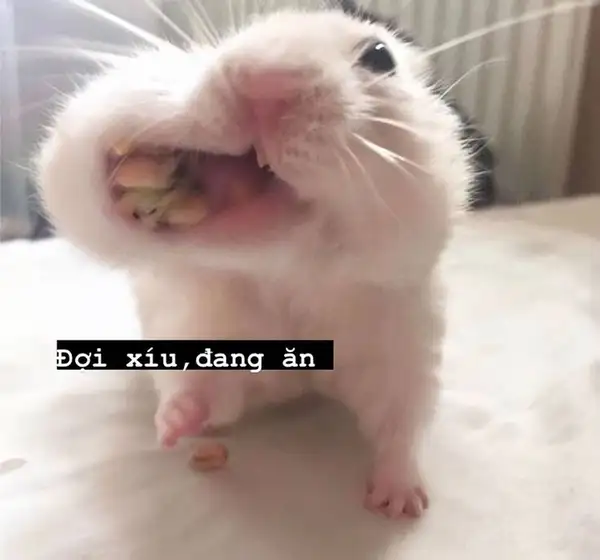 Hamster sad meme thật đáng yêu và vui nhộn Hamster sad meme thật đáng yêu và vui nhộn