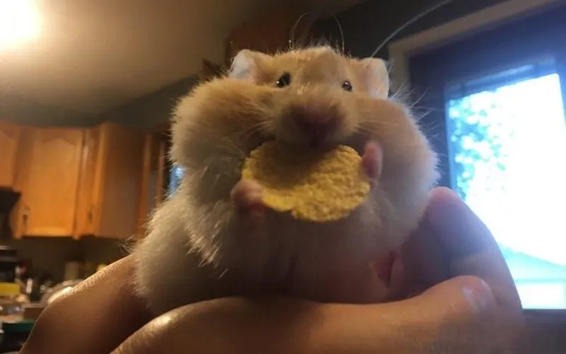 Sad hamster meme sound khiến bạn không thể nhịn cười Sad hamster meme sound khiến bạn không thể nhịn cười