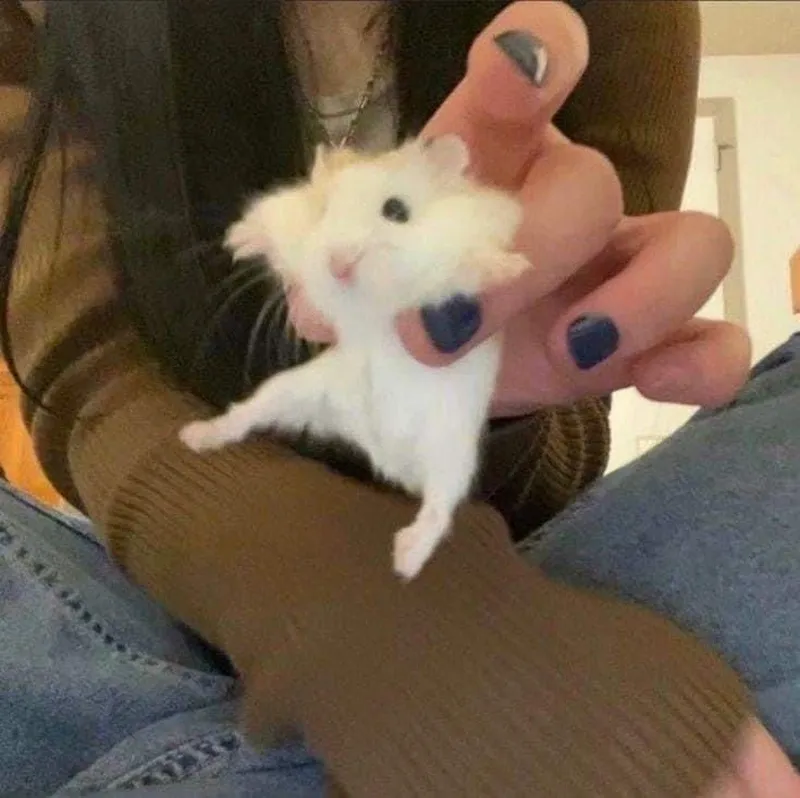 Meme hamster hi khiến bạn cảm thấy vui vẻ Meme hamster hi khiến bạn cảm thấy vui vẻ