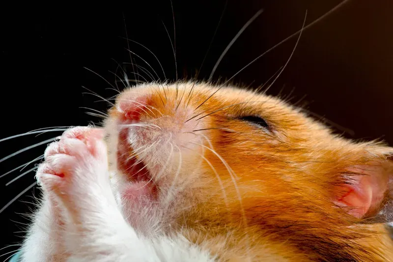 Sad hamster meme png thật dễ thương và hài hước Sad hamster meme png thật dễ thương và hài hước