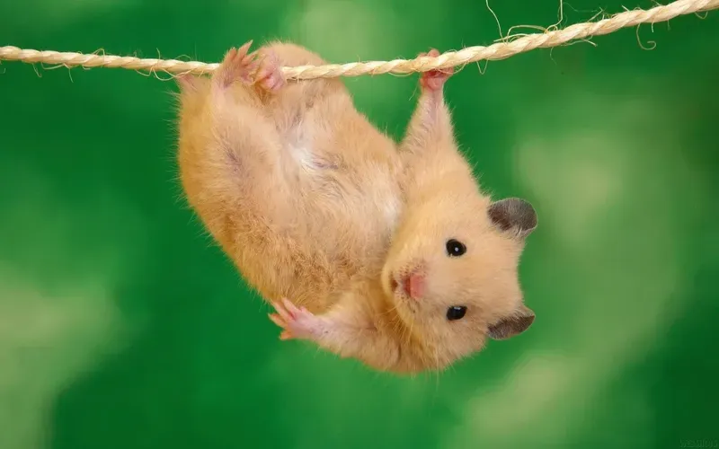 Sad hamster meme khiến bạn cảm thấy thích thú Sad hamster meme khiến bạn cảm thấy thích thú