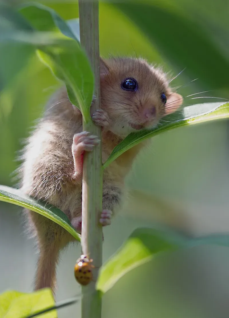 Sad hamster meme 1 hour thật hài hước và thú vị Sad hamster meme 1 hour thật hài hước và thú vị