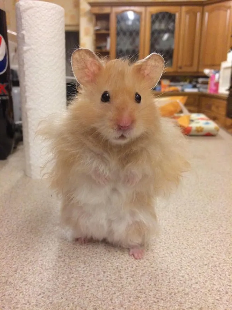 Sad hamster meme 10 hours khiến bạn không thể rời mắt Sad hamster meme 10 hours khiến bạn không thể rời mắt