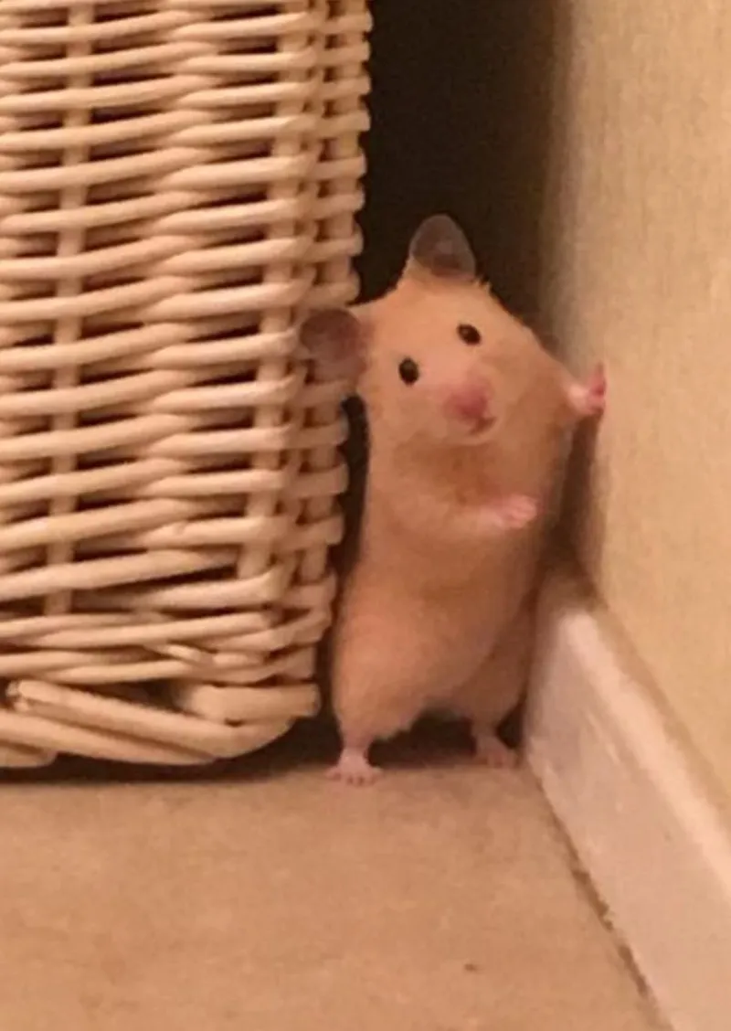 Sad hamster meme 4k thật đáng yêu và vui nhộn Sad hamster meme 4k thật đáng yêu và vui nhộn