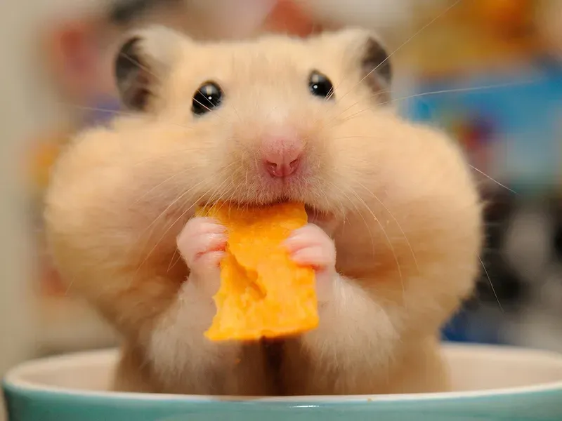 Sad hamster meme gif khiến bạn cảm thấy vui vẻ Sad hamster meme gif khiến bạn cảm thấy vui vẻ