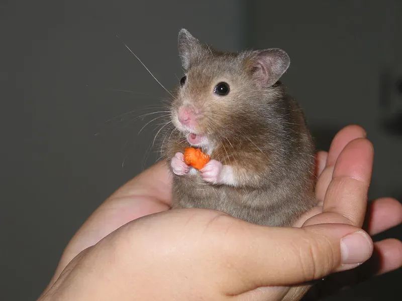 Sad hamster meme high quality thật dễ thương Sad hamster meme high quality thật dễ thương