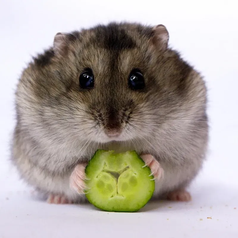 Sad hamster meme violin khiến trái tim bạn tan chảy Sad hamster meme violin khiến trái tim bạn tan chảy