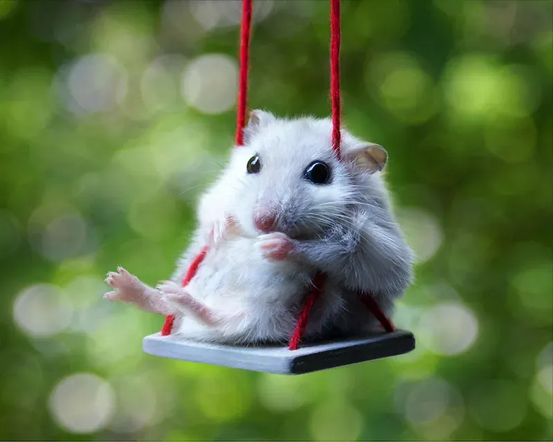 The sad hamster meme thật hài hước và thú vị The sad hamster meme thật hài hước và thú vị