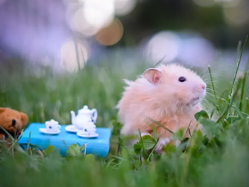 Meme chuột hamster ăn chuối khiến bạn không thể nhịn cười Meme chuột hamster ăn chuối khiến bạn không thể nhịn cười