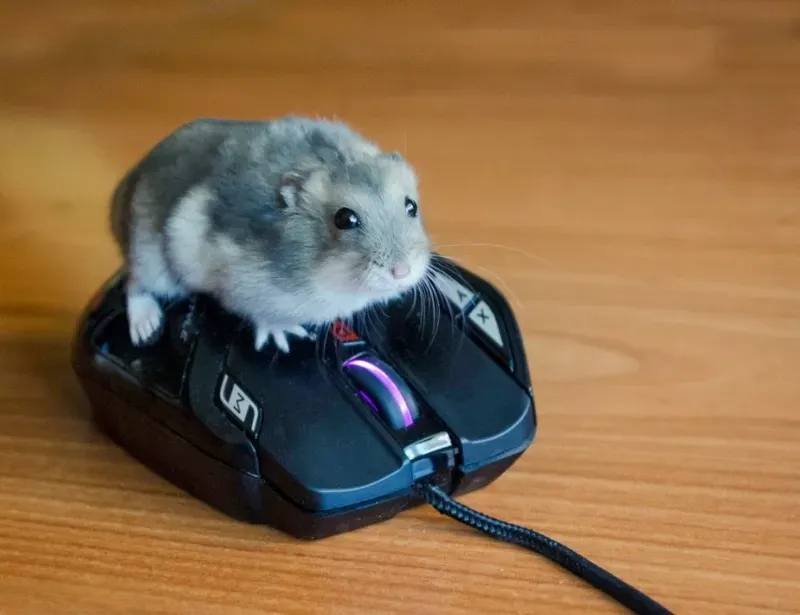 Meme hamster say hi thật đáng yêu và hài hước Meme hamster say hi thật đáng yêu và hài hước