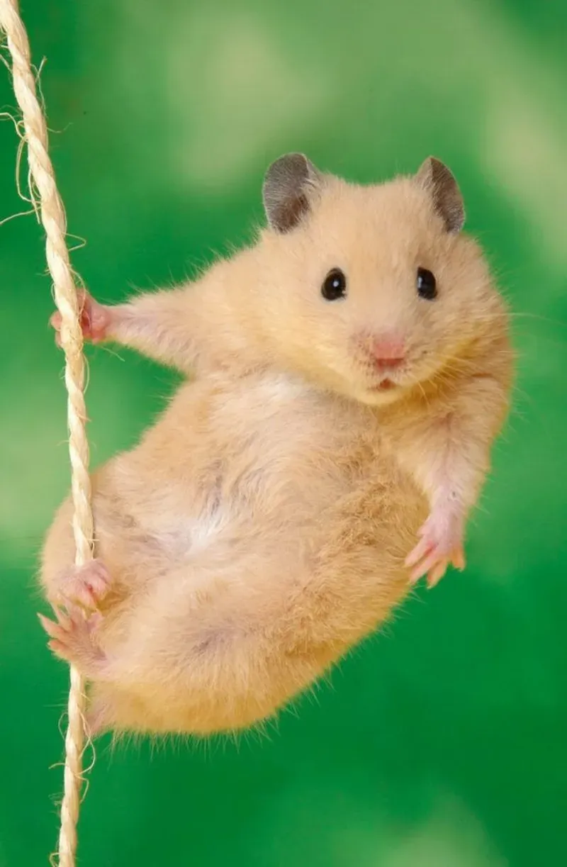 Meme hamster ăn chuối thật đáng yêu và vui nhộn Meme hamster ăn chuối thật đáng yêu và vui nhộn