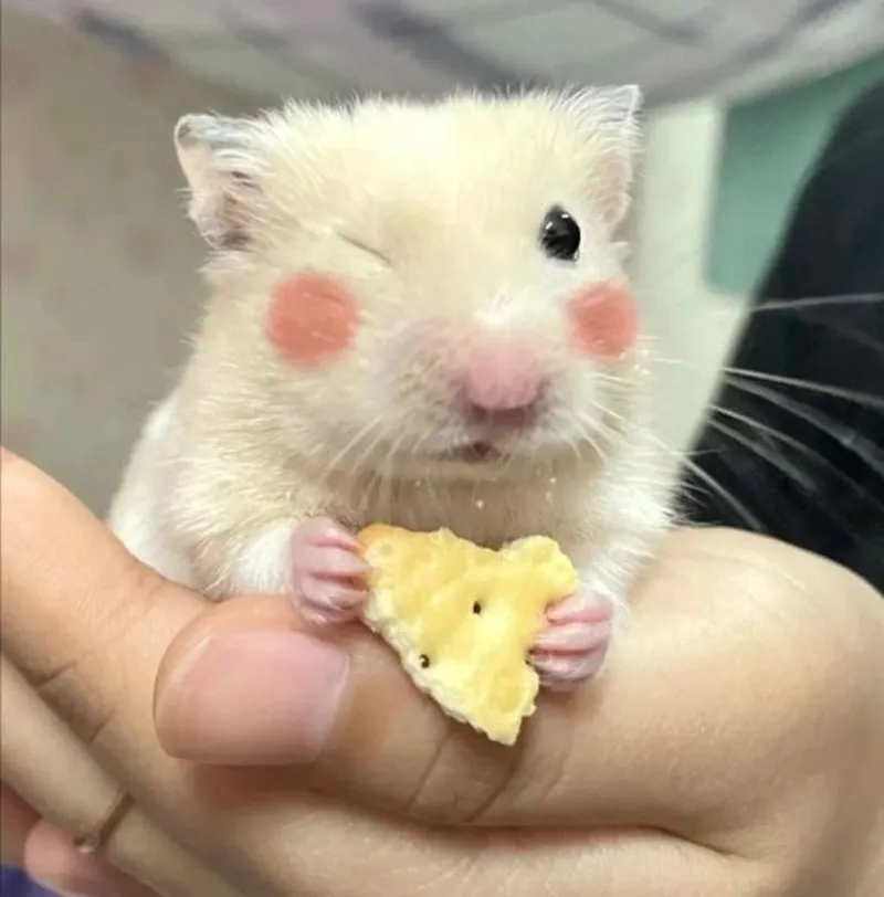 Hamster ăn chuối meme khiến bạn cảm thấy thích thú Hamster ăn chuối meme khiến bạn cảm thấy thích thú