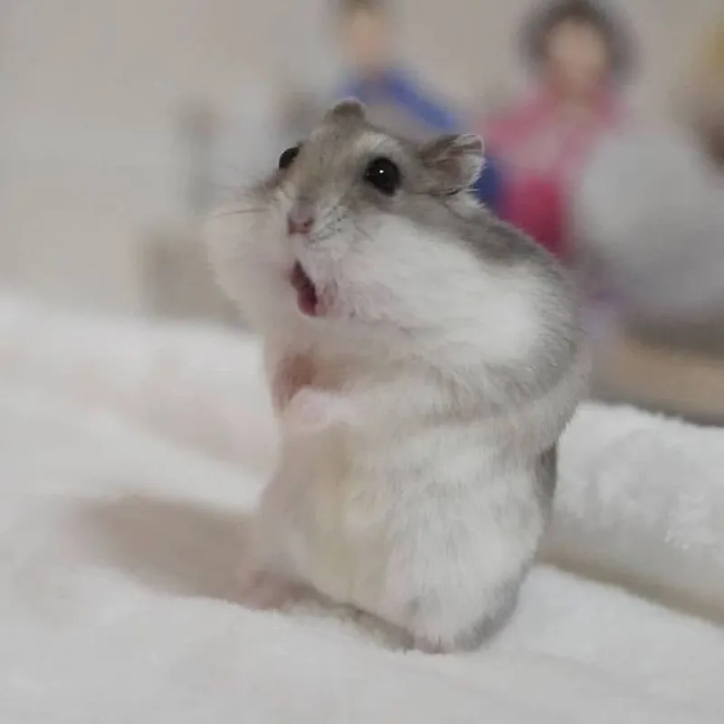 Ảnh meme chuột hamster thật hài hước và thú vị Ảnh meme chuột hamster thật hài hước và thú vị