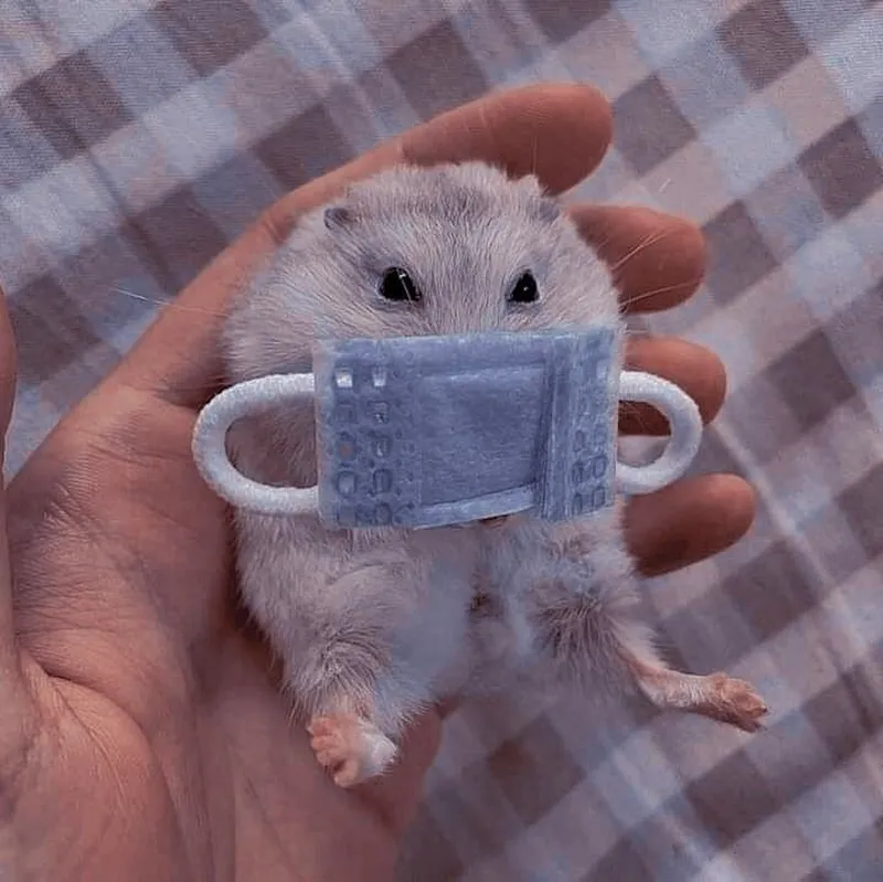 Ảnh con chuột hamster meme thật đáng yêu Ảnh con chuột hamster meme thật đáng yêu