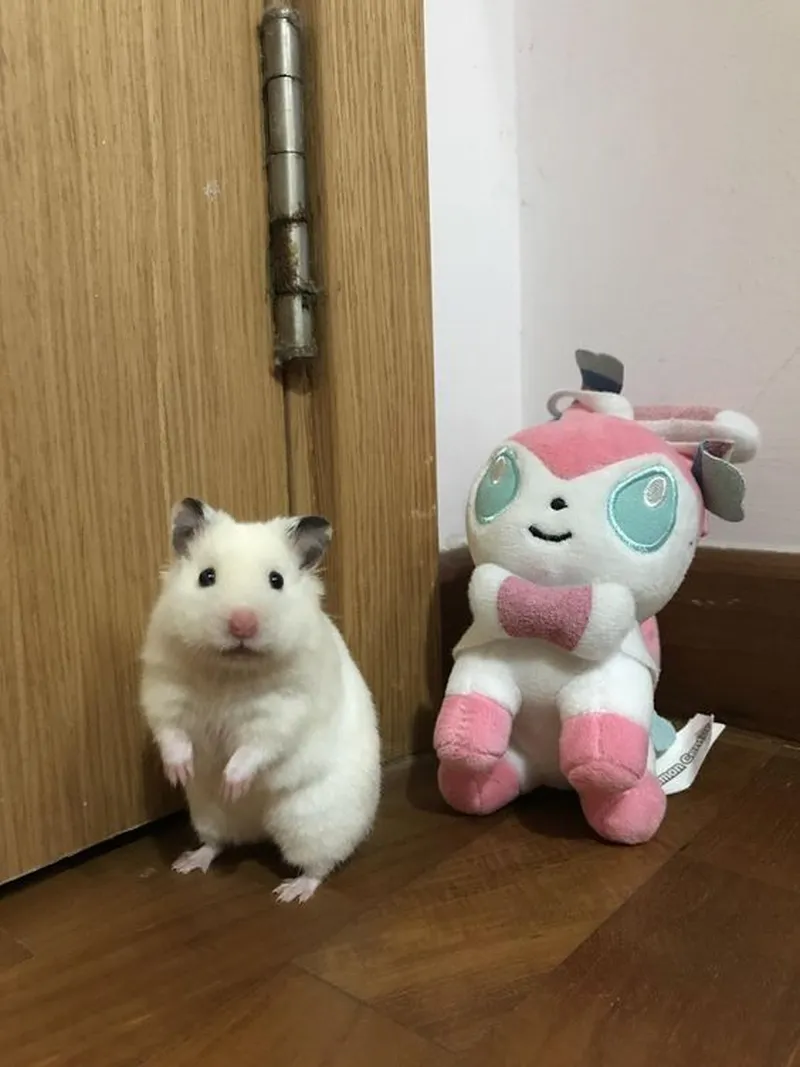 Ảnh meme hamster khiến bạn không thể nhịn cười Ảnh meme hamster khiến bạn không thể nhịn cười
