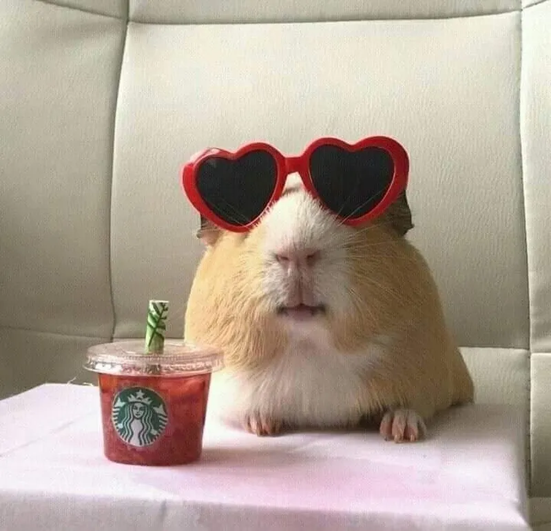 Meme ảnh chuột hamster chế thật hài hước và thú vị Meme ảnh chuột hamster chế thật hài hước và thú vị