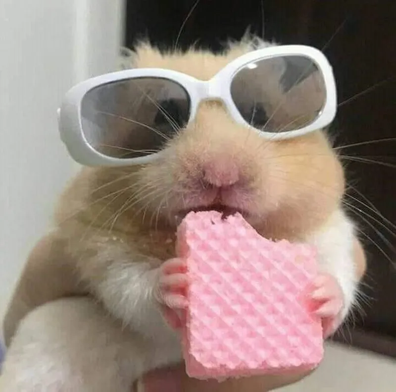 Meme chuột hamster khiến bạn cảm thấy thích thú Meme chuột hamster khiến bạn cảm thấy thích thú