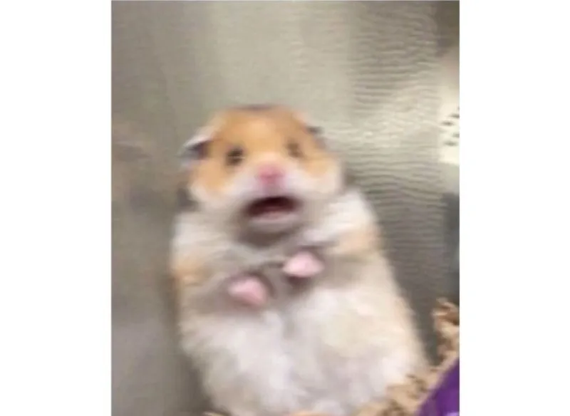 Ảnh chuột hamster cute meme khiến bạn không thể nhịn cười Ảnh chuột hamster cute meme khiến bạn không thể nhịn cười