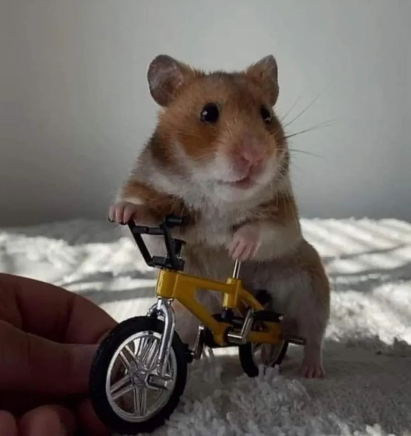 Meme hamster thật dễ thương và vui nhộn Meme hamster thật dễ thương và vui nhộn
