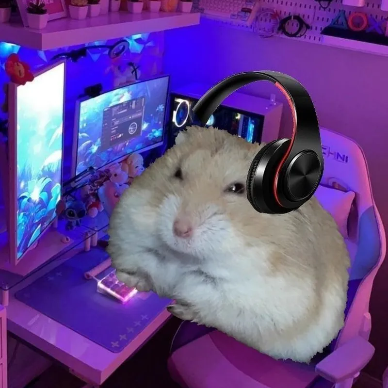 Chuột hamster meme khiến bạn không thể rời mắt Chuột hamster meme khiến bạn không thể rời mắt