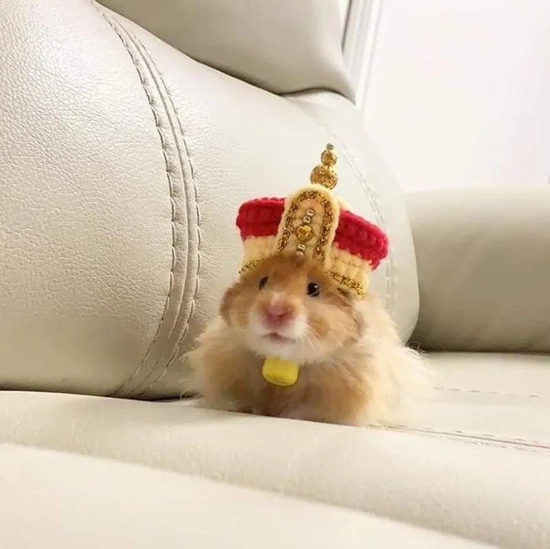 Hình hamster meme khiến bạn cảm thấy vui vẻ Hình hamster meme khiến bạn cảm thấy vui vẻ