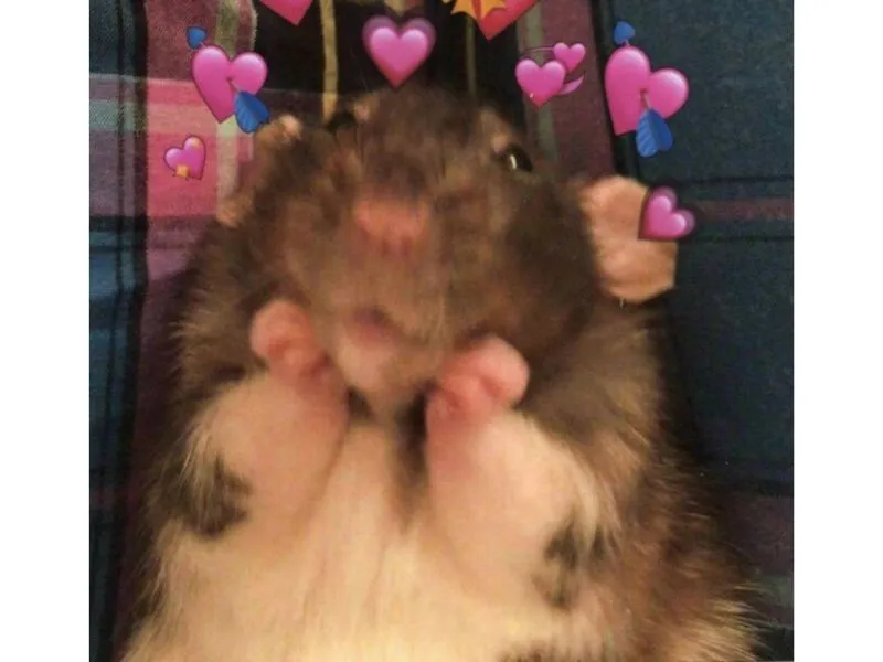Hamster bear meme thật đáng yêu và vui nhộn Hamster bear meme thật đáng yêu và vui nhộn