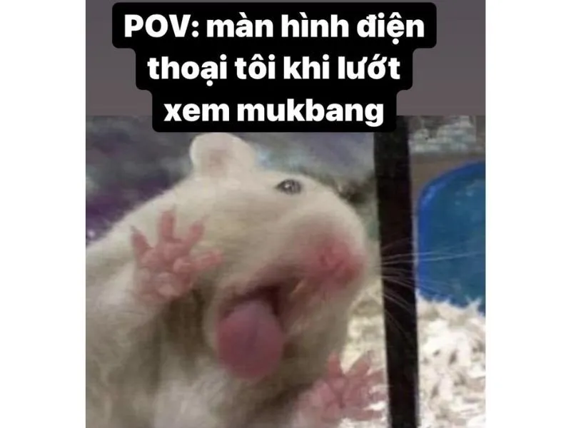 Meme hamster cầm thánh giá khiến bạn cảm thấy thích thú Meme hamster cầm thánh giá khiến bạn cảm thấy thích thú
