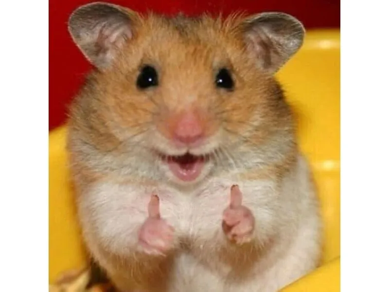 Meme con chuột hamster thật hài hước và thú vị Meme con chuột hamster thật hài hước và thú vị