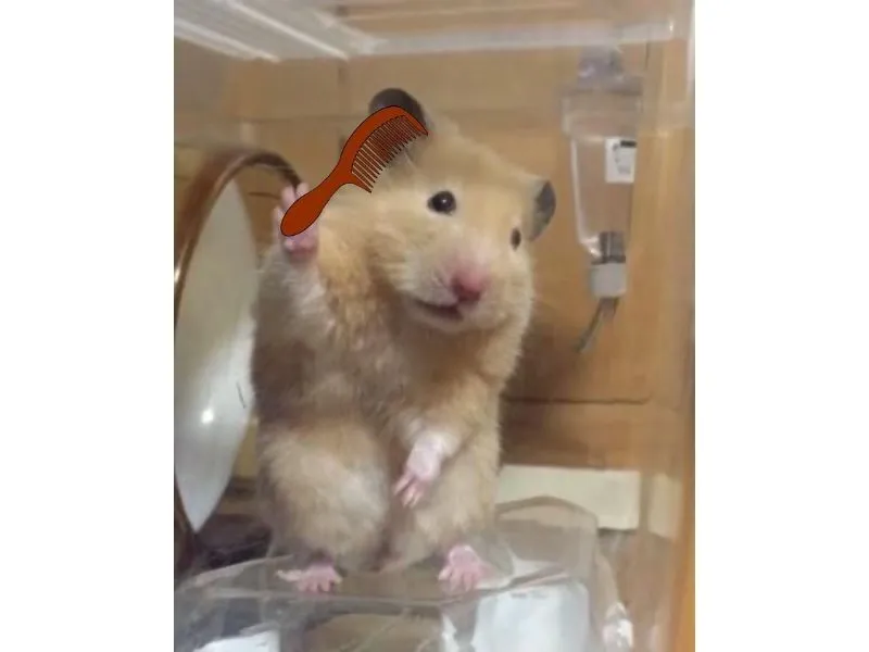Hamster meme cute thật dễ thương và vui nhộn Hamster meme cute thật dễ thương và vui nhộn