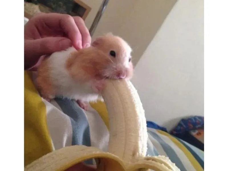 Hamster cute meme khiến trái tim bạn tan chảy Hamster cute meme khiến trái tim bạn tan chảy