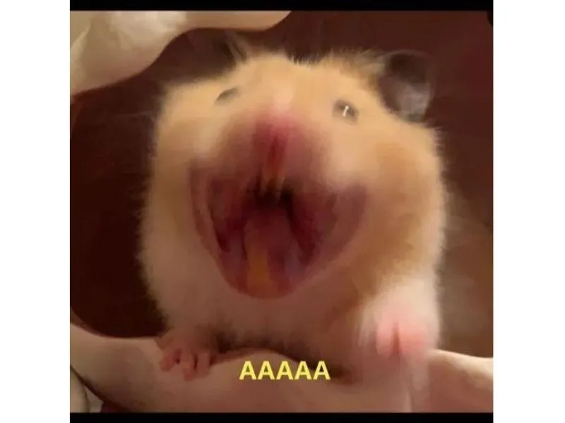 Meme hamster cute thật đáng yêu và hài hước Meme hamster cute thật đáng yêu và hài hước