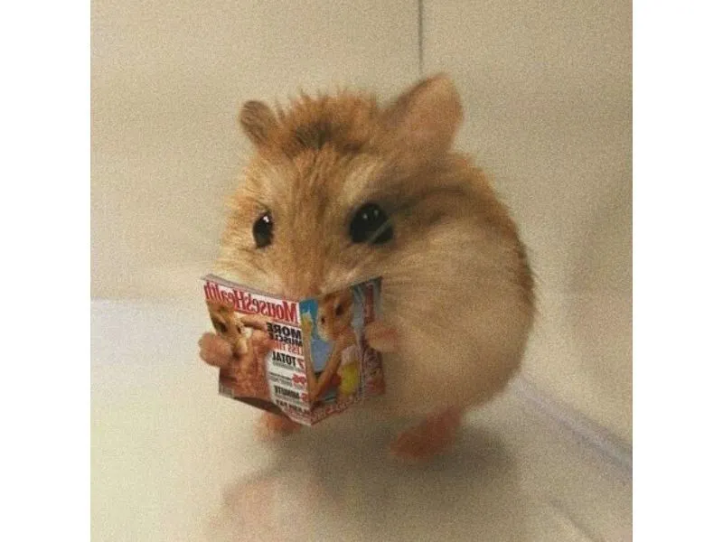 Cute hài hước meme chuột hamster khiến bạn cảm thấy thích thú Cute hài hước meme chuột hamster khiến bạn cảm thấy thích thú
