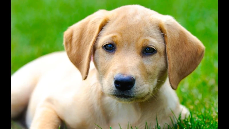 Avatar chó mèo cute giúp bạn thể hiện tình yêu với thú cưng Avatar chó mèo cute giúp bạn thể hiện tình yêu với thú cưng