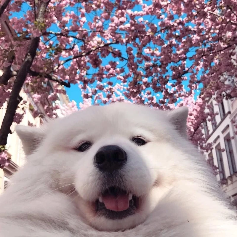 Hình nền cute chó con dễ thương tạo không gian sống động và dễ thương Hình nền cute chó con dễ thương tạo không gian sống động và dễ thương