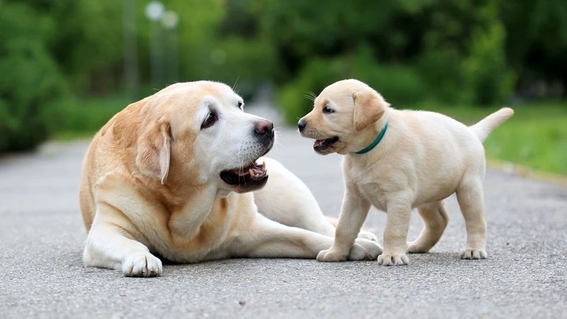 Hình nền điện thoại con chó cute giúp bạn nổi bật giữa đám đông Hình nền điện thoại con chó cute giúp bạn nổi bật giữa đám đông