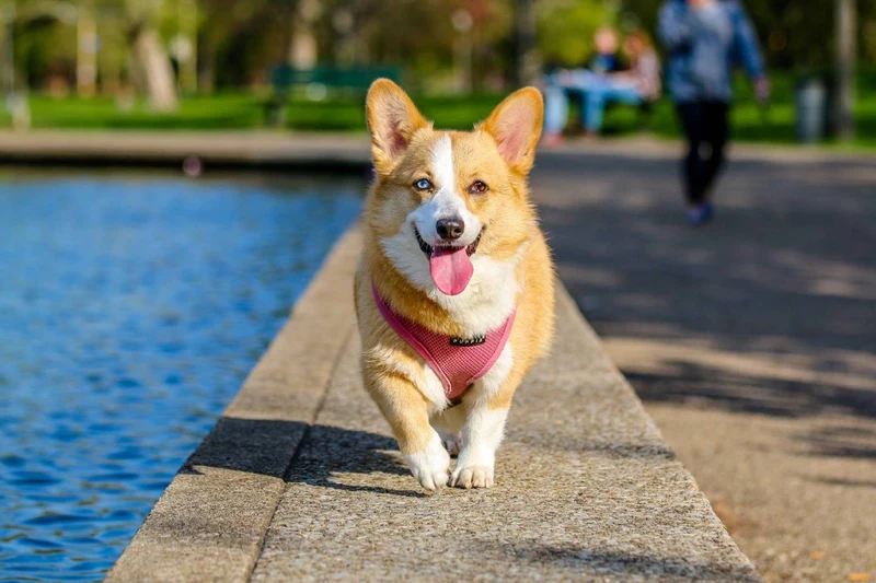 Avatar cute chó tạo điểm nhấn đáng yêu cho bạn trên mạng xã hội Avatar cute chó tạo điểm nhấn đáng yêu cho bạn trên mạng xã hội
