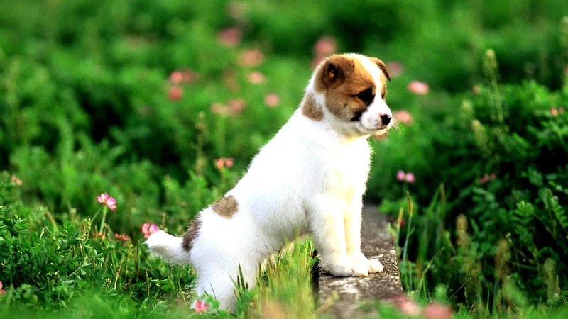 Hình nền chó shiba cute tạo không khí vui tươi cho không gian sống Hình nền chó shiba cute tạo không khí vui tươi cho không gian sống