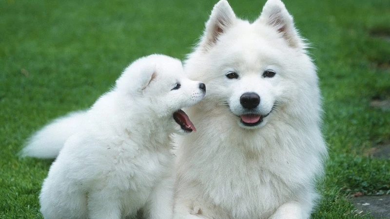 Hình nền chó shiba hoạt hình mang lại sự dễ thương cho màn hình Hình nền chó shiba hoạt hình mang lại sự dễ thương cho màn hình