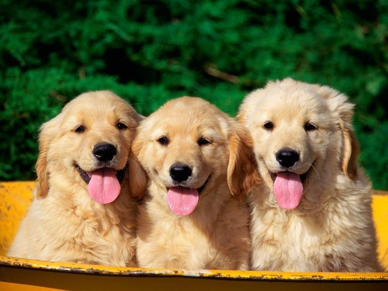 Ảnh avatar chó cute giúp bạn nổi bật và thu hút sự chú ý Ảnh avatar chó cute giúp bạn nổi bật và thu hút sự chú ý