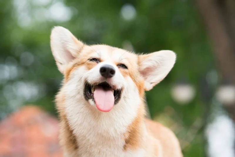 Hình nền shiba giúp bạn thể hiện phong cách độc đáo và cá tính Hình nền shiba giúp bạn thể hiện phong cách độc đáo và cá tính