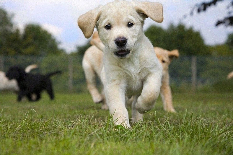 Hình nền shiba cute tạo điểm nhấn đáng yêu cho bạn Hình nền shiba cute tạo điểm nhấn đáng yêu cho bạn