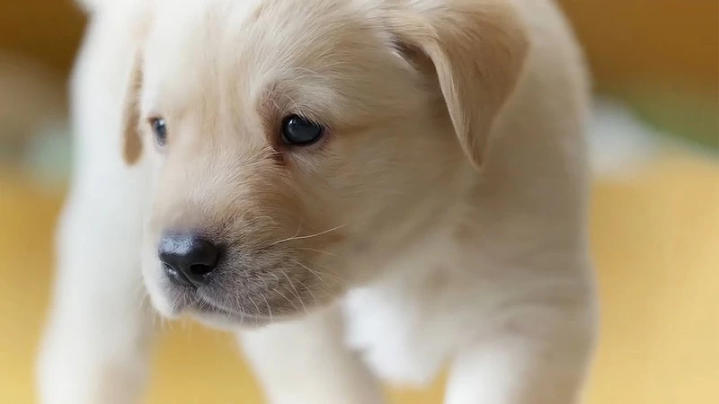 Ảnh nền chó shiba mang lại sự tươi mới cho không gian sống Ảnh nền chó shiba mang lại sự tươi mới cho không gian sống