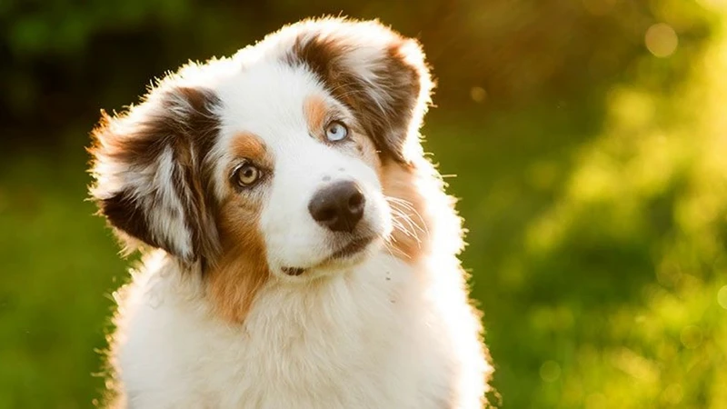 Hình nền chó corgi cute giúp bạn thể hiện phong cách đáng yêu Hình nền chó corgi cute giúp bạn thể hiện phong cách đáng yêu