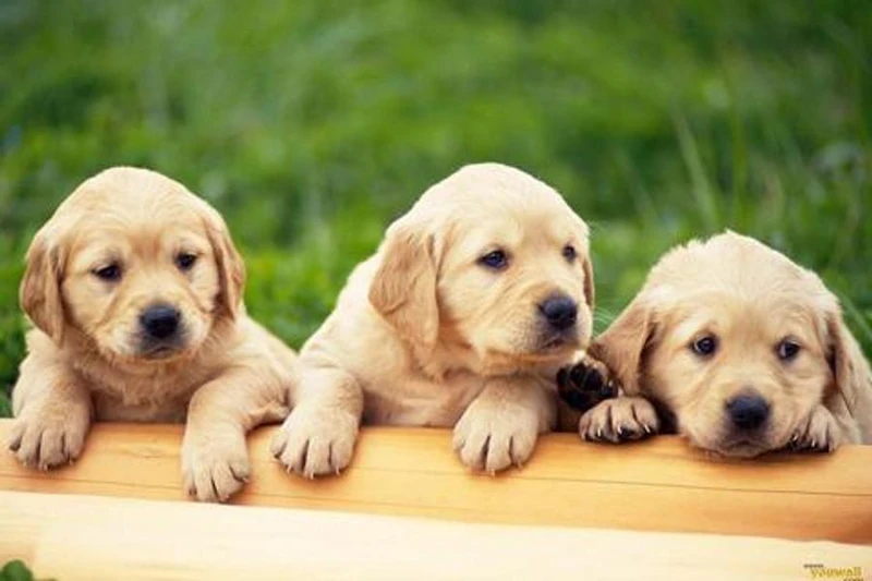 Hình nền chó cute tạo không khí vui tươi cho không gian sống Hình nền chó cute tạo không khí vui tươi cho không gian sống