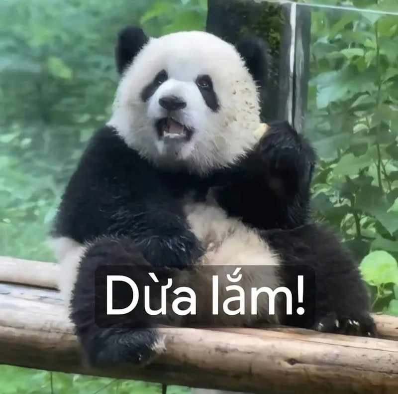 Gấu trúc meme mắt thâm khiến bạn không thể nhịn cười Gấu trúc meme mắt thâm khiến bạn không thể nhịn cười