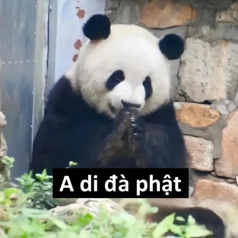Meme gấu trúc mắt thâm thật dễ thương và hài hước Meme gấu trúc mắt thâm thật dễ thương và hài hước