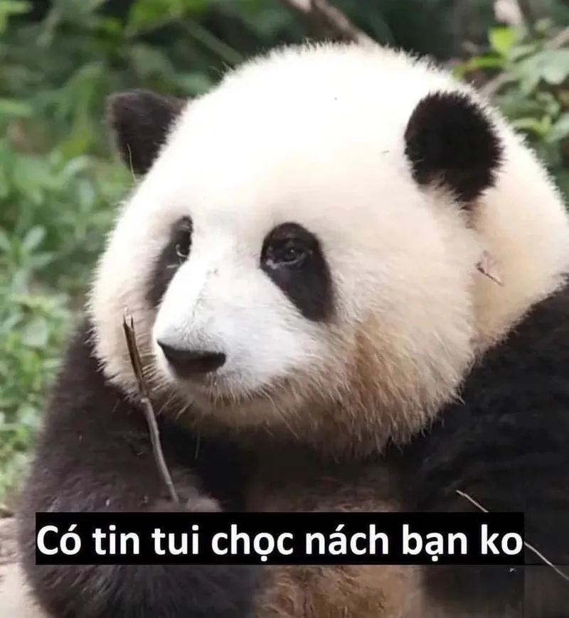 Meme mắt gấu trúc mang lại tiếng cười sảng khoái Meme mắt gấu trúc mang lại tiếng cười sảng khoái