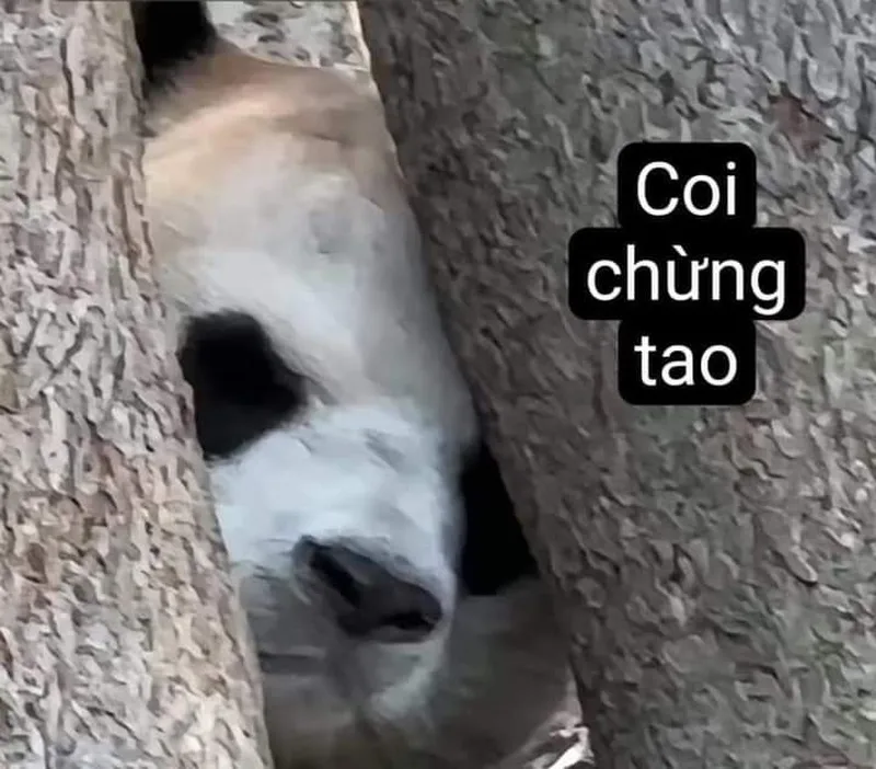 Gấu trúc mắt thâm meme thật độc đáo và thú vị Gấu trúc mắt thâm meme thật độc đáo và thú vị
